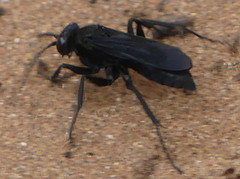 Anoplius nigerrimus