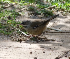 Sericornis maculatus