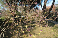 Callicarpa bodinieri