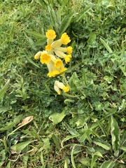 Primula veris veris