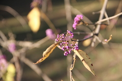Callicarpa bodinieri