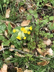 Primula veris veris