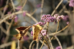 Callicarpa bodinieri