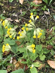 Primula veris veris