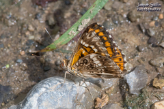 Aricoris incana