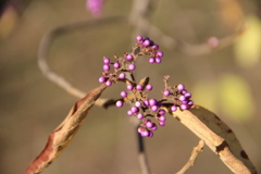 Callicarpa bodinieri