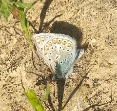 Polyommatus icarus