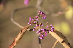 Callicarpa bodinieri