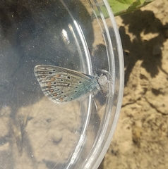 Polyommatus icarus