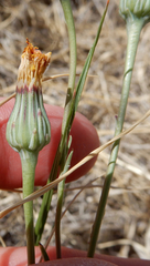Malacothrix fendleri
