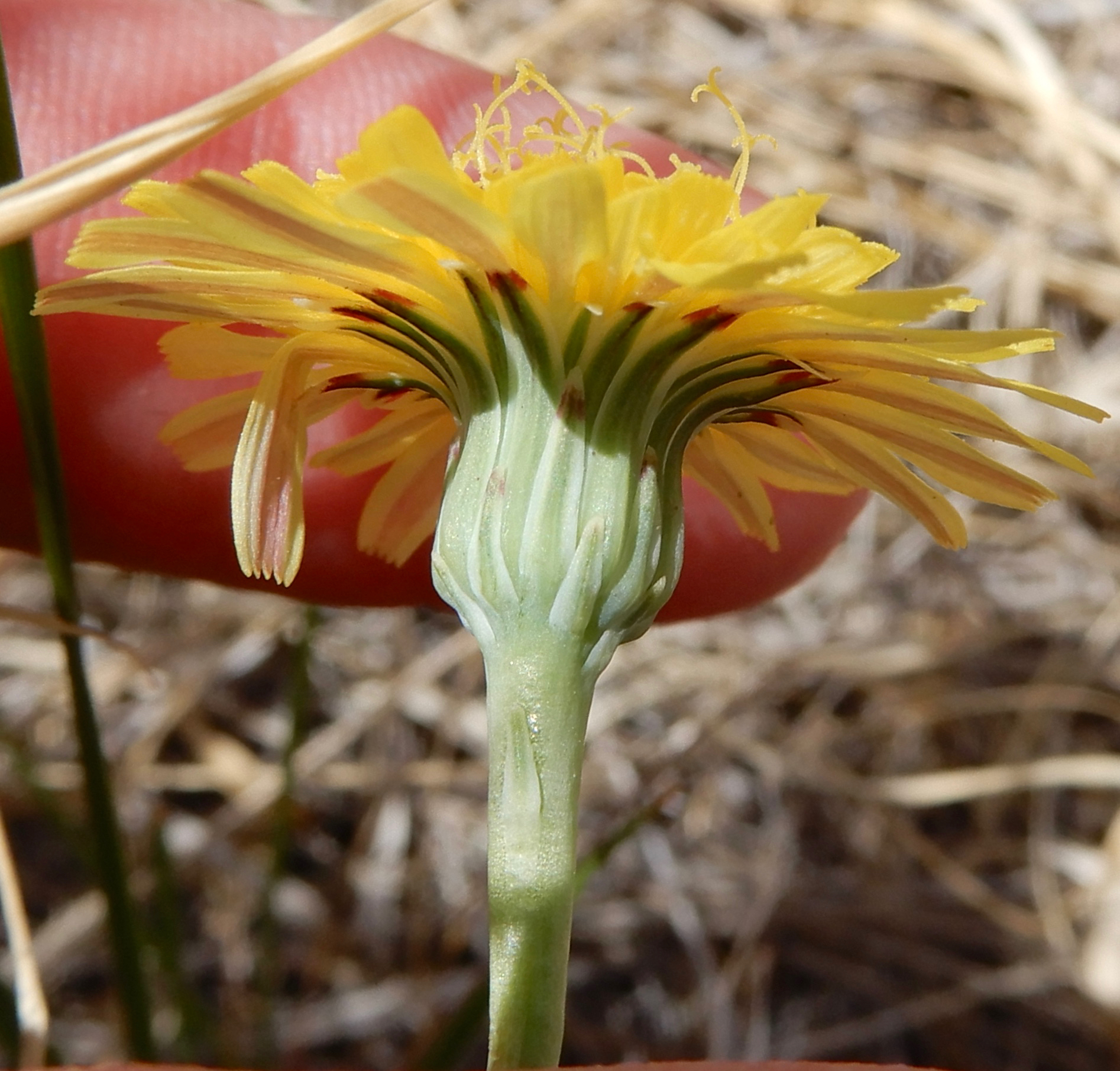 Malacothrix fendleri