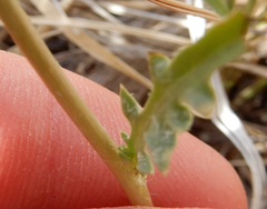 Malacothrix fendleri