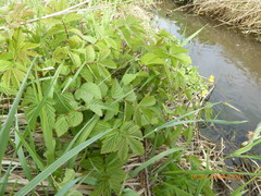 Filipendula ulmaria