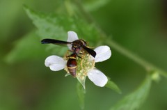 Parazumia tolteca