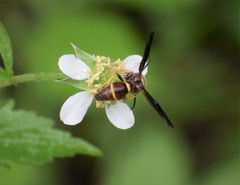 Parazumia tolteca