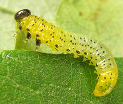 Pristiphora conjugata