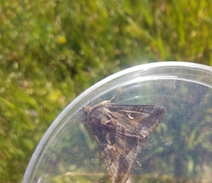 Autographa gamma