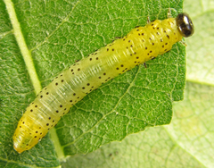 Pristiphora conjugata