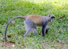 Cercopithecus mitis monoides