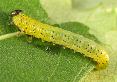 Pristiphora conjugata