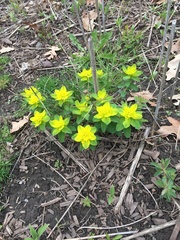 Euphorbia epithymoides