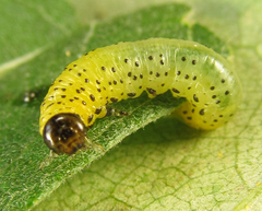 Pristiphora conjugata