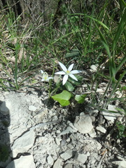 Ornithogalum woronowii
