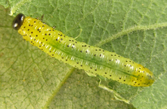 Pristiphora conjugata