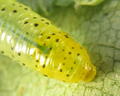 Pristiphora conjugata