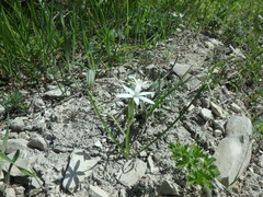 Ornithogalum woronowii