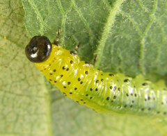 Pristiphora conjugata