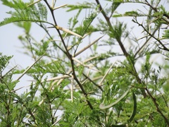 Vachellia kosiensis