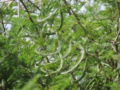 Vachellia kosiensis