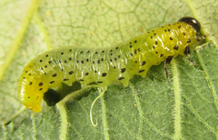 Pristiphora conjugata