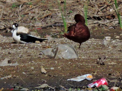 Himantopus mexicanus