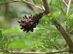 Cephalotelium macowanianum