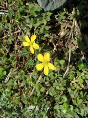 Oxalis corniculata