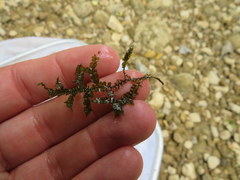 Porella pinnata