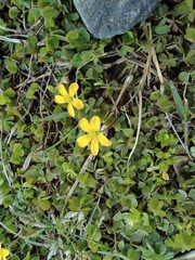 Oxalis corniculata