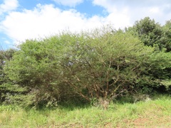 Vachellia kosiensis