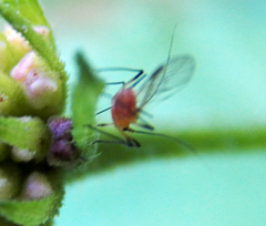 Macrosiphum gaurae