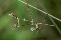 Hemiempusa capensis