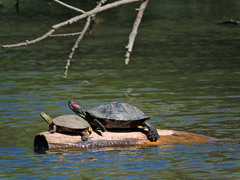 Trachemys scripta elegans
