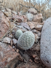 Escobaria chihuahuensis