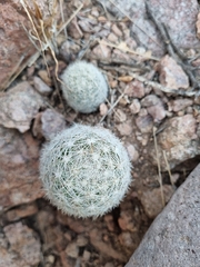 Escobaria chihuahuensis