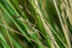 Hemiempusa capensis