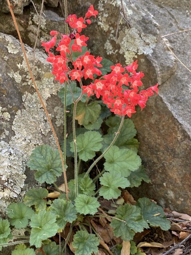 Heuchera sanguinea
