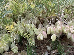Astragalus allochrous