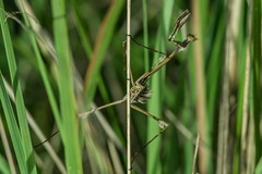 Hemiempusa capensis