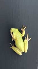 Hyla squirella